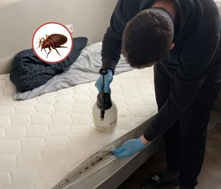 Technicien traitant un matelas contre les punaises de lit à Maincy